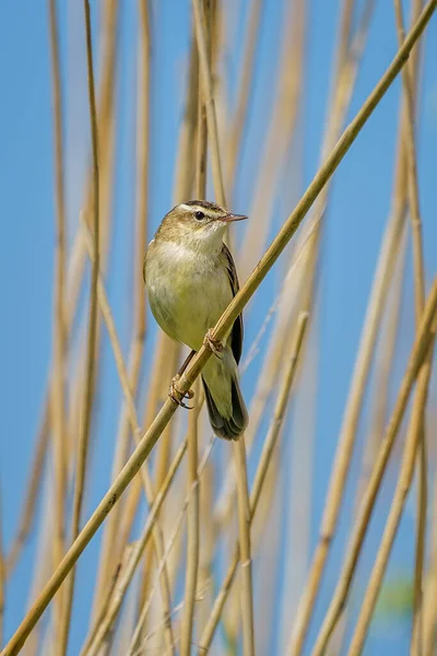 Sedge Warbler Bir Dala Tünediği Seçici Bir Odak Noktası — Stok fotoğraf