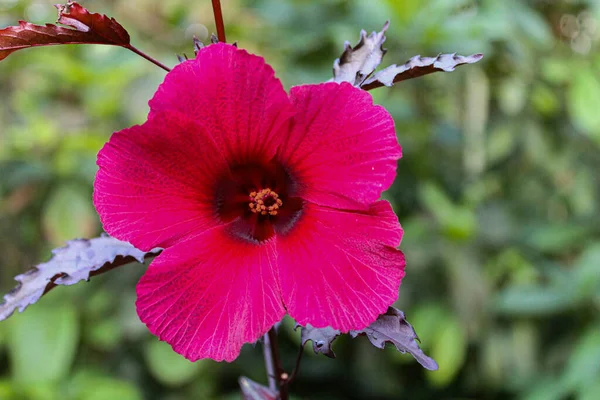 Gros Plan Une Fleur Rose Hibiscus Cultivée Dans Jardin — Photo