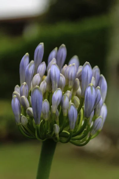 公園で栽培されているナイル川の花の青いユリのクローズアップ — ストック写真