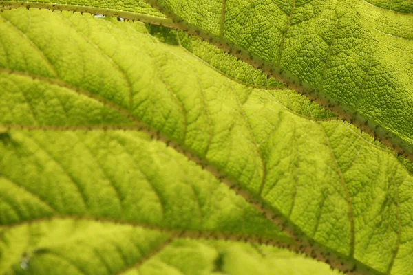 Tiro Macro Uma Bela Folha Mamute Verde Ruibarbo Gigante Gunnera — Fotografia de Stock