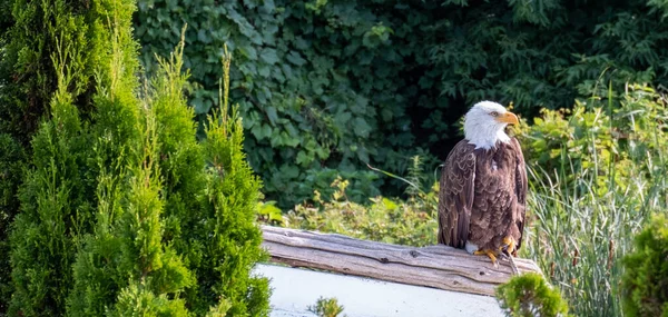 Closeup Shot Bald Eagle Perched Conservancy — Stock Photo, Image