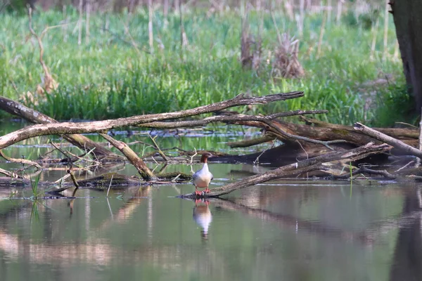 Een Selectieve Focus Shot Van Een Gans Een Meer — Stockfoto