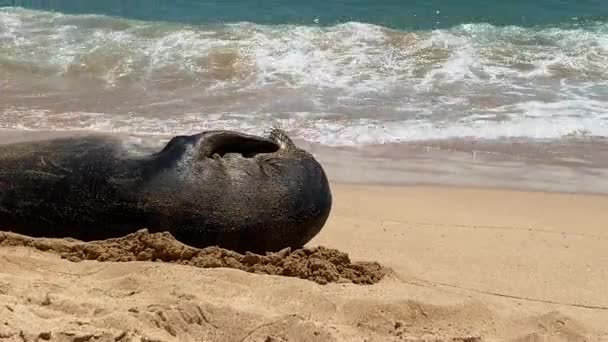 Primo Piano Bellissimo Leone Del Mare Nero Sdraiato Sulla Spiaggia — Video Stock