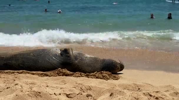 Close Cão Bonito Preto Branco Praia — Vídeo de Stock