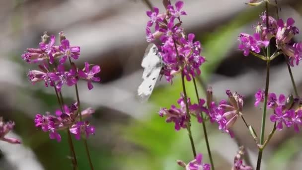 Mooie Bloeiende Paarse Roze Bloemen Een Wazige Achtergrond — Stockvideo