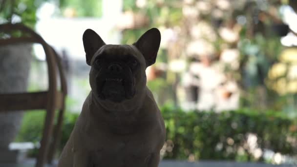 Черно Белый Портрет Симпатичной Собаки Улице — стоковое видео