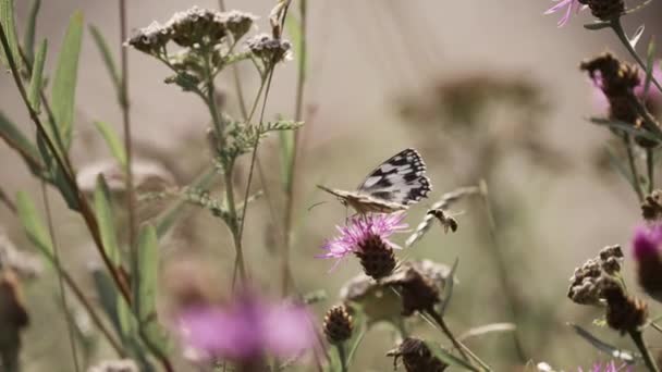 Wiese Blommor Närbild — Stockvideo