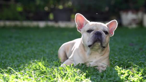 Bulldog Perancis Taman — Stok Video