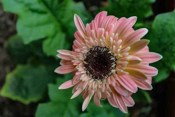 Closeup Shot Pink Transvaal Daisy Blurred Background — Stock Photo, Image