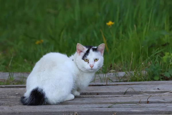 Söt Fluffig Vit Katt Tittar Kameran Med Magiska Gula Ögon — Stockfoto