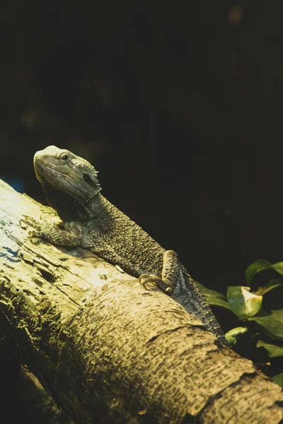 Tiro Close Vertical Lagarto Grande Comum Ramo — Fotografia de Stock