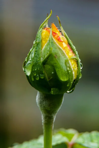 Ein Vertikaler Schuss Einer Feuchten Rosenknospe — Stockfoto