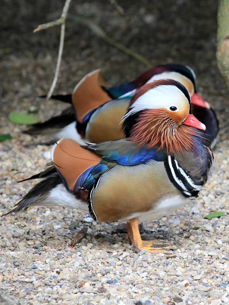 Les Beaux Canards Mandarins Extérieur — Photo