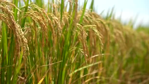 Campo Arroz Verde Con Arrozal Enfoque Selectivo — Vídeo de stock