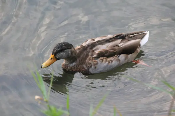 Une Belle Vue Sur Canard Flottant Dans Lac — Photo