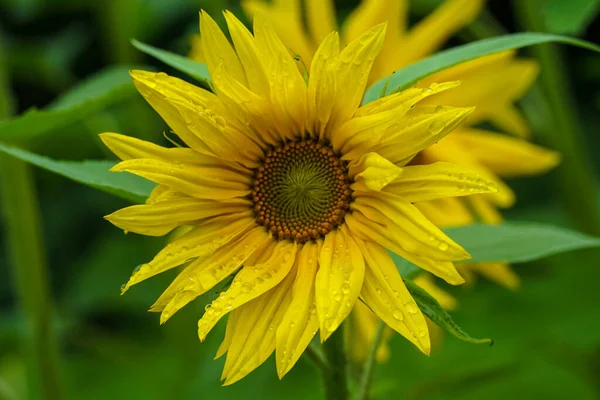 Mise Point Sélective Tournesol Rosée — Photo