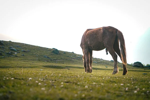 Een Ondiepe Focus Van Een Grazend Paard Een Groen Veld — Stockfoto