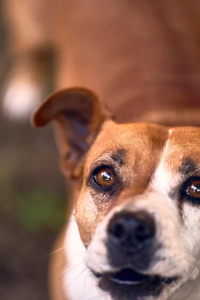 Svislé Detailní Záběr Roztomilé Hnědé Jack Russell Teriér Čenich — Stock fotografie