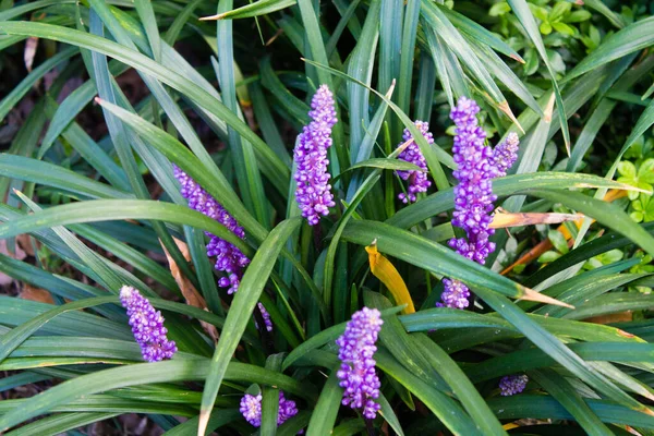 庭の美しいリロペのムスカリやユリの芝の花 — ストック写真