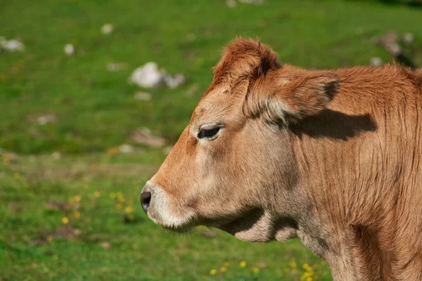 Une Vue Latérale Vache Brune Dans Champ Vert Par Une — Photo