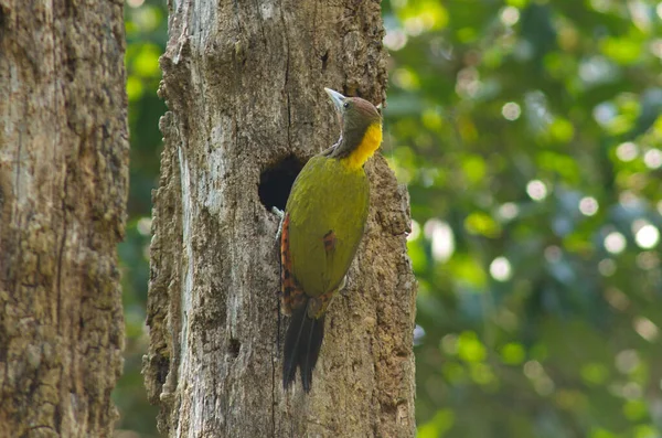 Pájaro Carpintero Nuca Amarilla Mayor Alimentando Las Aves Bebé Nido — Foto de Stock