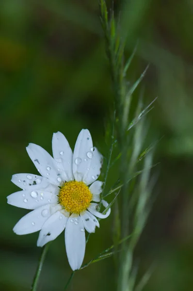 White Flower Blurred Background — Stock Photo, Image