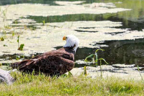 Aigle Chauve Dans Étang Soleil — Photo