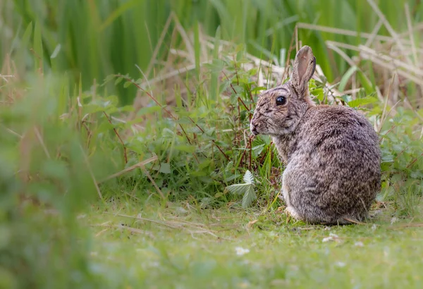 Adorable Wood Rabbit Grass — Stock Photo, Image