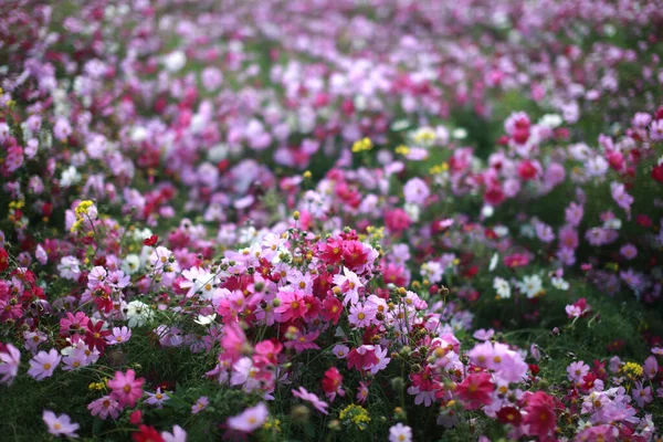 Een Close Van Bloemen Met Wazige Achtergrond — Stockfoto
