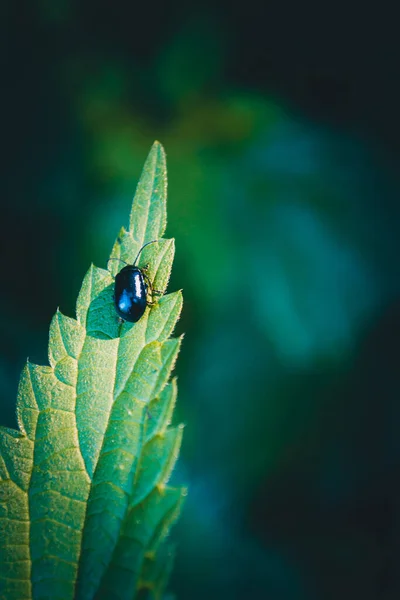 Disparo Vertical Escarabajo Hoja Aliso Sobre Una Planta — Foto de Stock