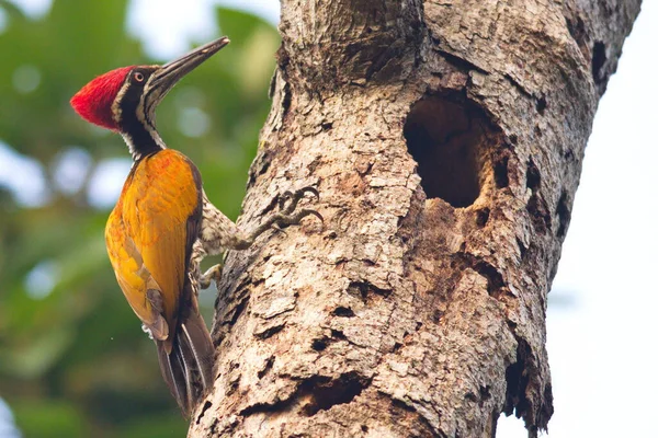 Větší Flameback Datel Pták Stromě — Stock fotografie