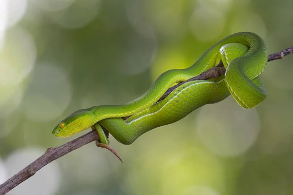 Der Kopf Ruht Auf Seinem Schwanz Während Sein Gleichgewicht Sichert — Stockfoto