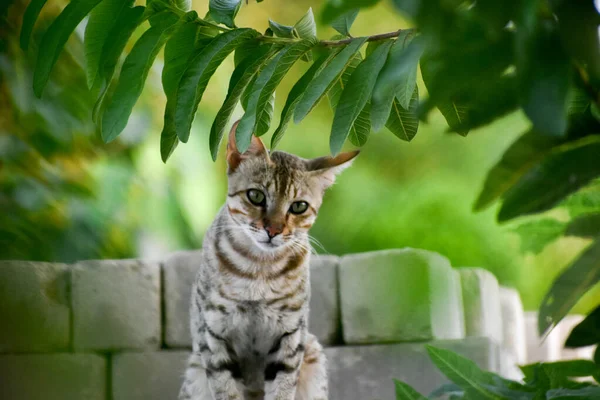 かわいい猫の屋外のクローズアップショット — ストック写真