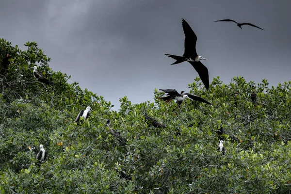 Una Vista Panorámica Frigatebirds Volando Cielo Nublado —  Fotos de Stock