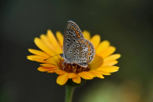 暗い背景に隔離された美しい黄色の花の雄蕊を受粉させる蝶 — ストック写真