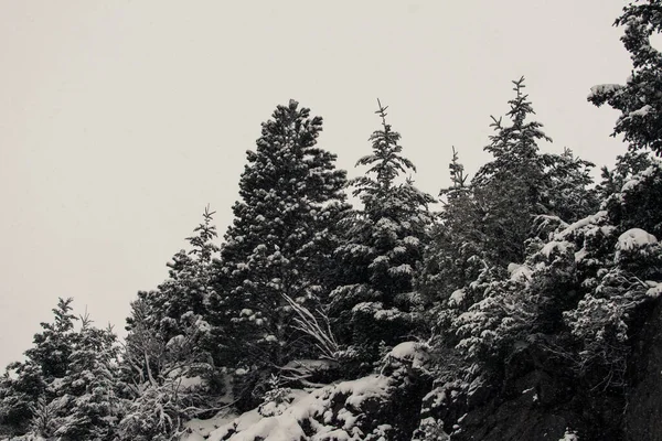 Los Abetos Nevados Bosque —  Fotos de Stock