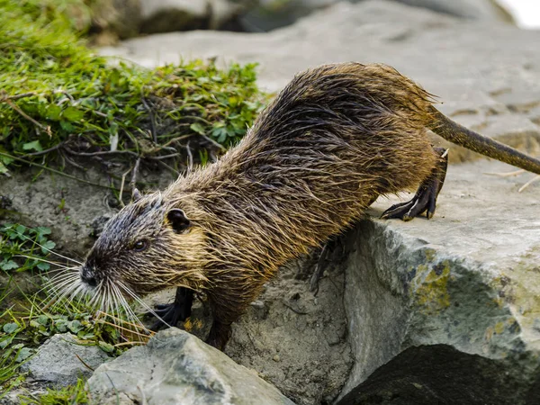 Detailní Záběr Coypu Také Známý Jako Nutrie Velký Býložravý Semiaquatic — Stock fotografie