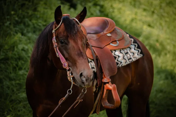 Closeup Beautiful Brown Horse Saddle Front Lush Greenery — Stock Photo, Image