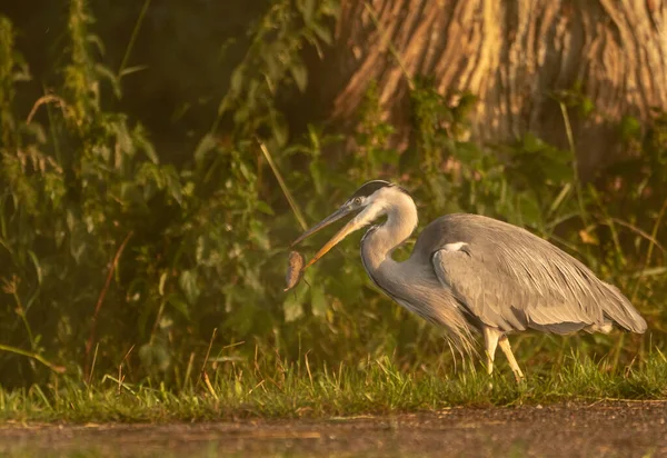 Scenic Shot Grey Heron Bird Open Mouth Walking Forest — Stock Photo, Image