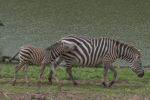 Egy Anya Zebra Egy Csikóval Egy Mellett Cabarceno Természeti Park — Stock Fotó