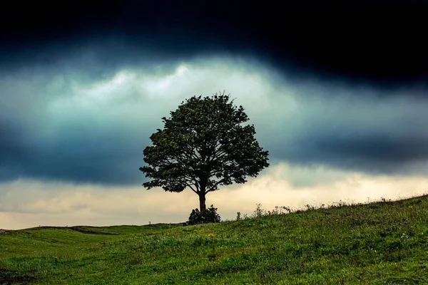 Osamělý Strom Louce Pod Černou Oblačnou Oblohou — Stock fotografie