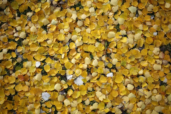 Viele Gelb Verfärbte Herbstblätter Auf Dem Boden — Stockfoto