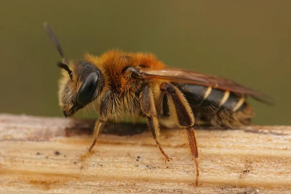 Closeup Detalhada Uma Abelha Fêmea Mineração Franjas Curtas Andrena Dorsata — Fotografia de Stock