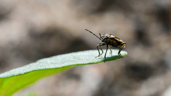 Eine Selektive Fokusaufnahme Eines Käfers Auf Einem Blatt — Stockfoto