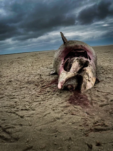 A dead shark body at the sand beach