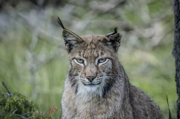 Lynx Forest Daytime — Stock Photo, Image