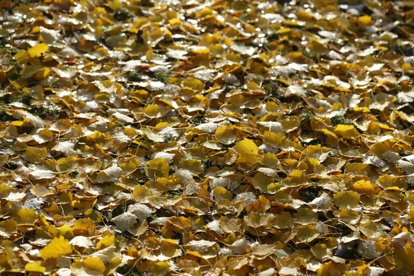 Veel Geel Verkleurde Herfstbladeren Grond — Stockfoto