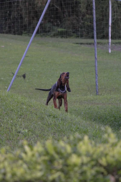 A vertical shot of a dog barking in the field