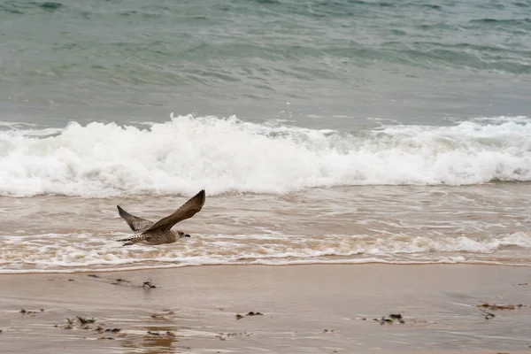 Eine Gefleckte Möwe Fliegt Einer Meeresküste — Stockfoto