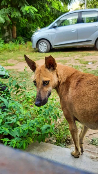 Primo Piano Cane Carolina Piedi Sul Bordo Della Strada Sullo — Foto Stock